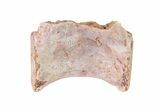 Triassic Fossil Avemetatarsalian (Dromomeron) Vertebra - Texas #322734-1